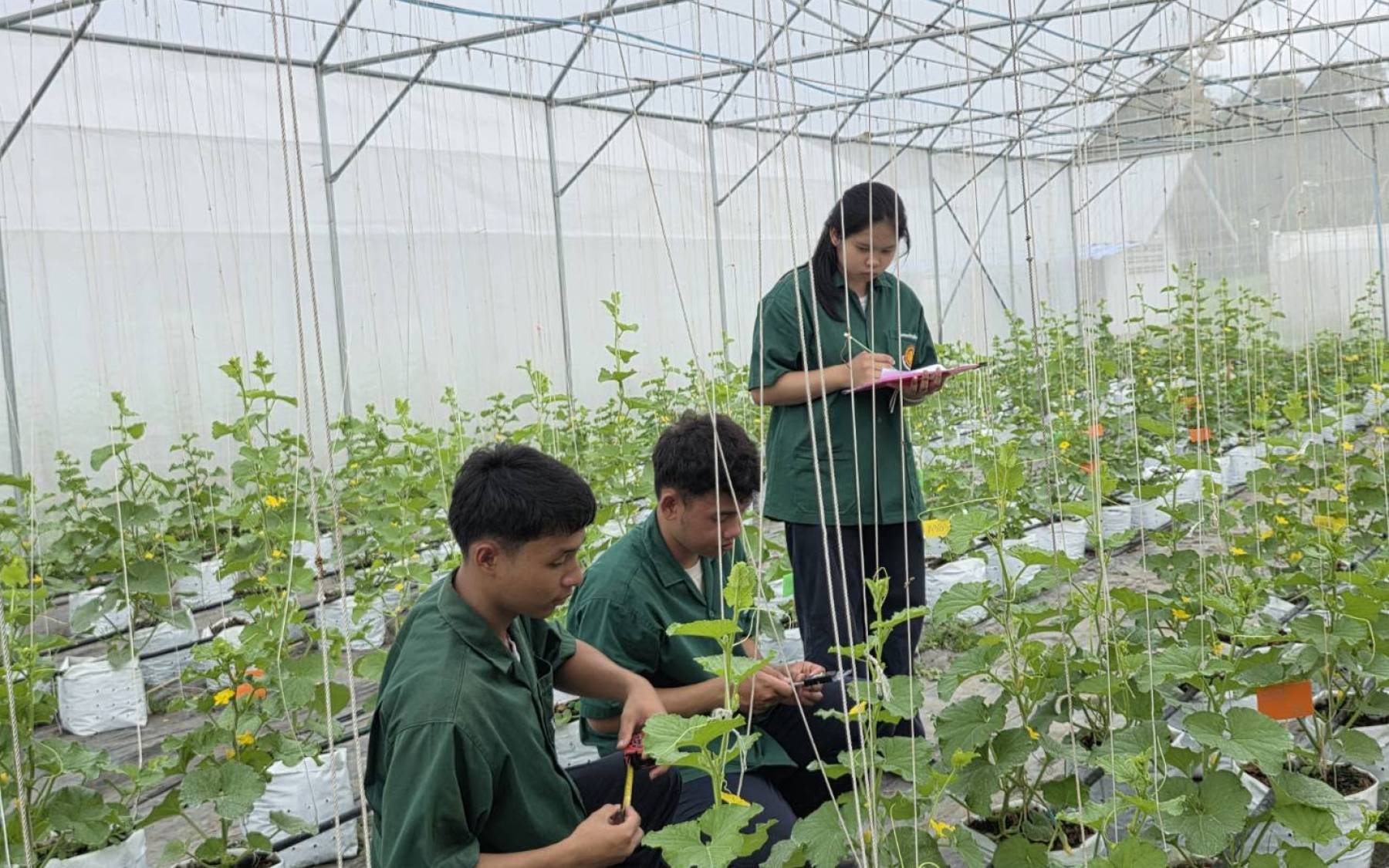 การทดลองสูตรปุ๋ยร่วมกับสายพันธุ์เมล่อน